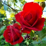 Szálloda Boutique De Proosdij *