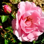 Boutique De Proosdij