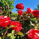 Szálloda Boutique De Proosdij *