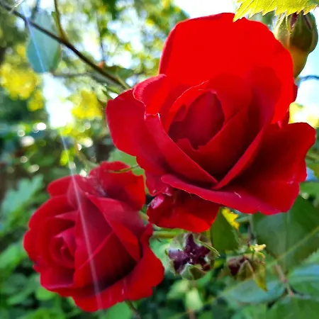 Отель Boutique De Proosdij *