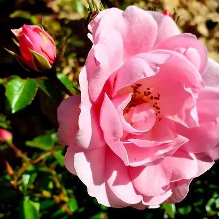 Boutique De Proosdij