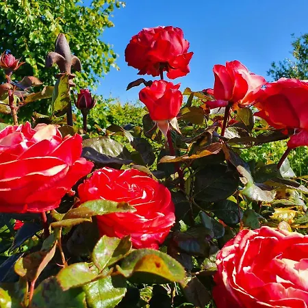 Отель Boutique De Proosdij *