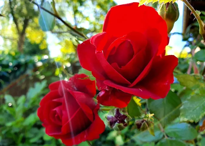 Hotel Boutique De Proosdij *