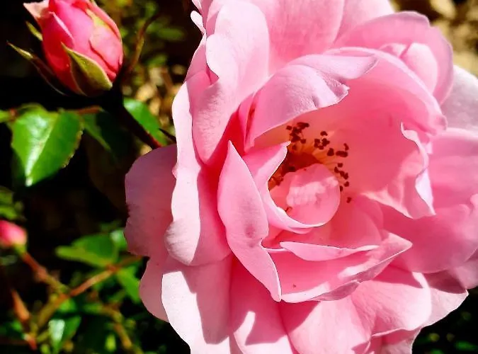 Boutique De Proosdij